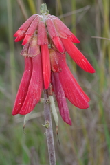 Erythrina baumii