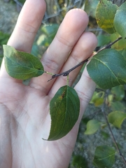 Rhamnus cathartica