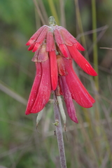 Erythrina baumii