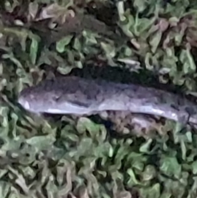 Australian Scrub Python sighting