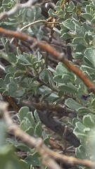 Psoralea velutina