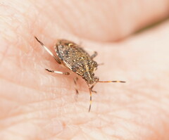 Oncocoris geniculatus