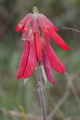 Erythrina baumii