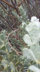 Psoralea velutina