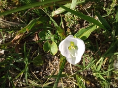Commelina platyphylla