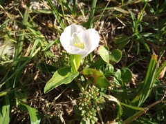 Commelina platyphylla