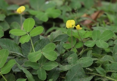 Arachis