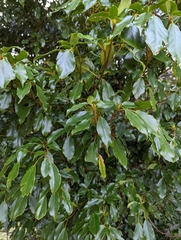 Trochodendron aralioides