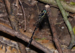 Eusynthemis nigra