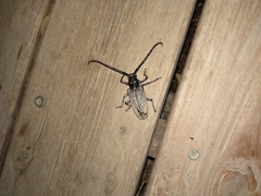 Batocera rufomaculata