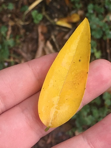 Ligustrum ovalifolium iNat (2)