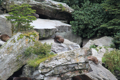 Otariidae