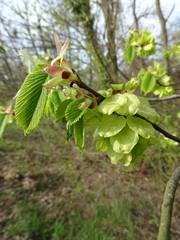Ulmus glabra