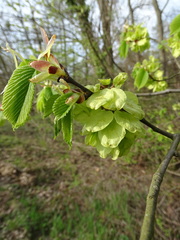 Ulmus glabra