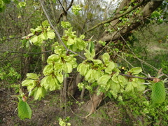 Ulmus glabra