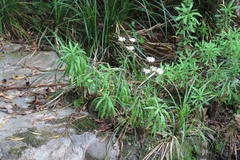 Osmitopsis osmitoides