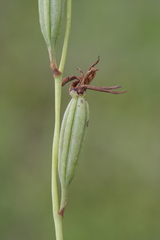 Eulophia longisepala