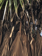 Coryphoideae