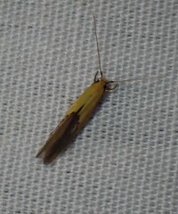 Opogona protodoxa