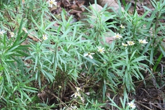 Osmitopsis osmitoides