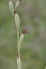 Eulophia longisepala