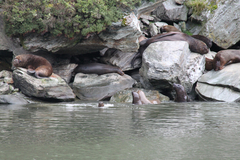 Otariidae