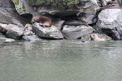 Otariidae