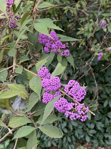 Callicarpa shikokiana iNat (1)
