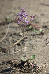 Limonium