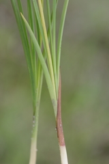 Eulophia longisepala