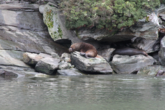 Otariidae