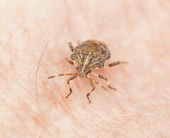 Oncocoris geniculatus