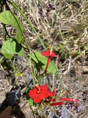 Ipomoea hederifolia