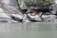 Otariidae