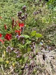Ipomoea hederifolia