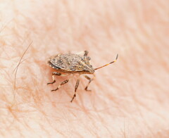 Oncocoris geniculatus