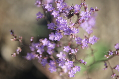 Limonium