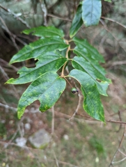 Lonicera acuminata