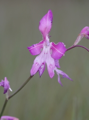Gladiolus laxiflorus