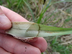Carex riparia