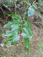 Lonicera acuminata