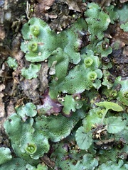 Marchantia