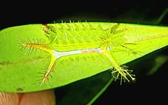 Anaxidia lozogramma