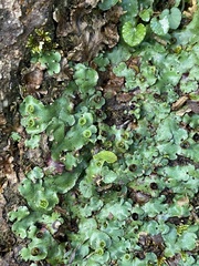Marchantia