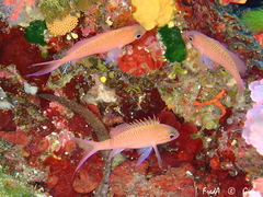 Anthias anthias