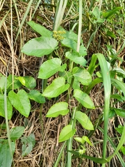 Cissus verticillata