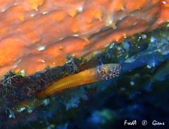 Microlipophrys nigriceps