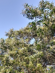 Acacia mangium