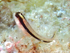 Parablennius rouxi