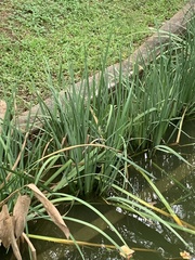 Philydrum lanuginosum